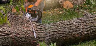 Best Arborist Consultation Services  in Whidbey Island Station, WA
