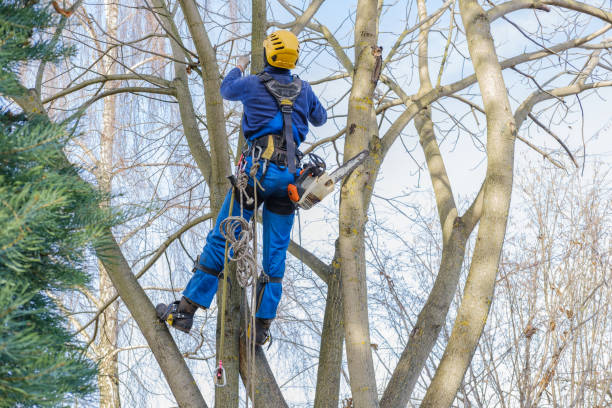 Best Tree Cabling and Bracing  in Whidbey Island Station, WA