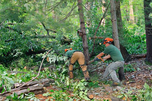 How Our Tree Care Process Works  in  Whidbey Island Station, WA