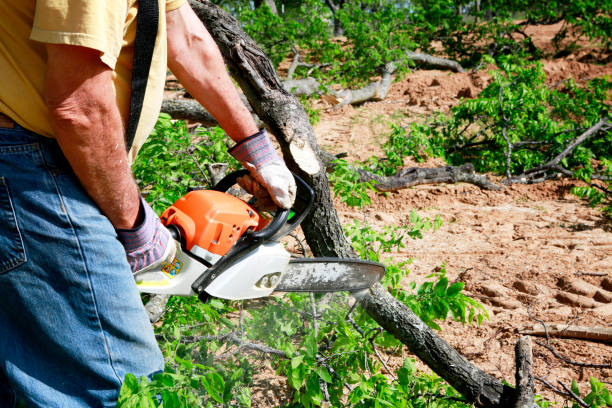 Trusted Whidbey Island Station, WA Tree Services Experts